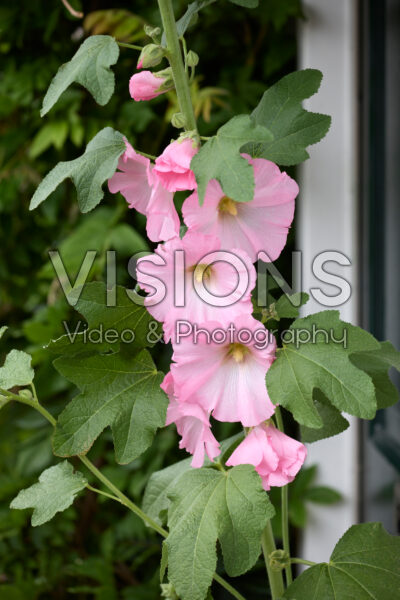 Alcea pink Alcea pink