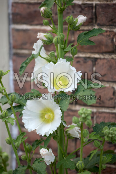 Alcea wit
