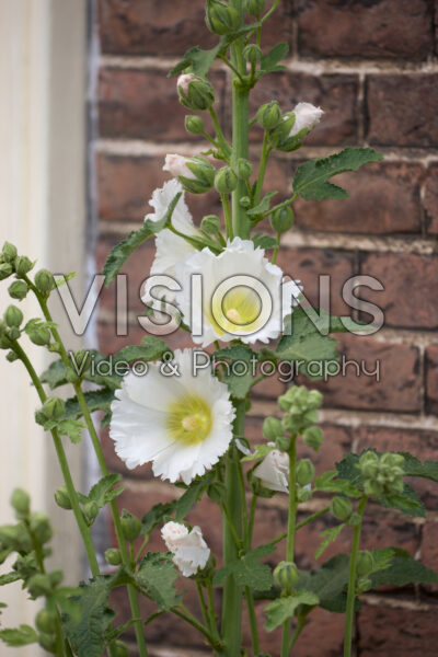 Alcea white Alcea white