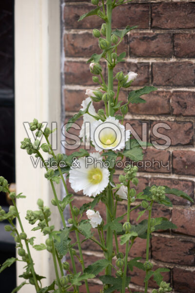 Alcea white Alcea white