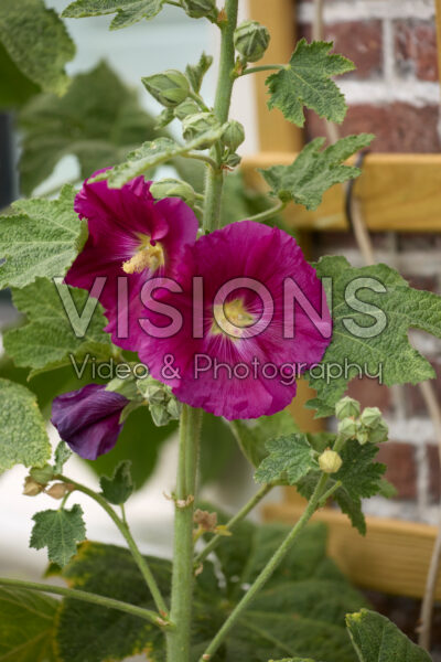Alcea pink Alcea pink