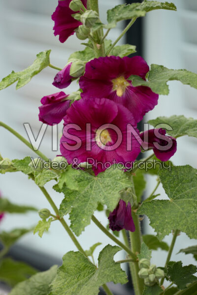 Alcea pink Alcea pink