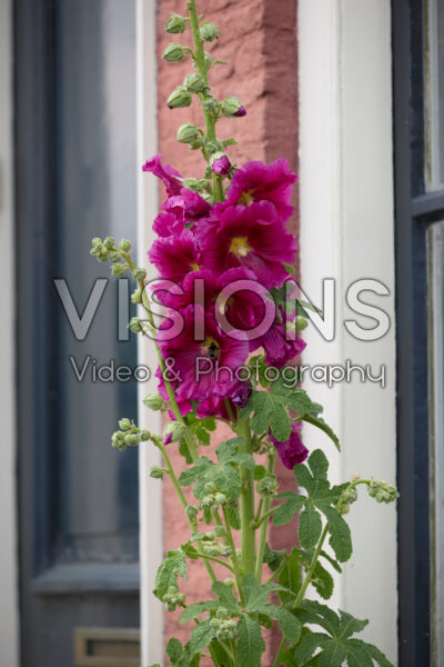 Alcea roze Alcea roze