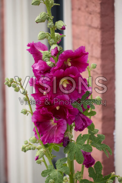 Alcea pink