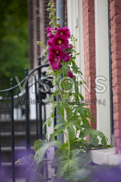 Alcea pink Alcea pink
