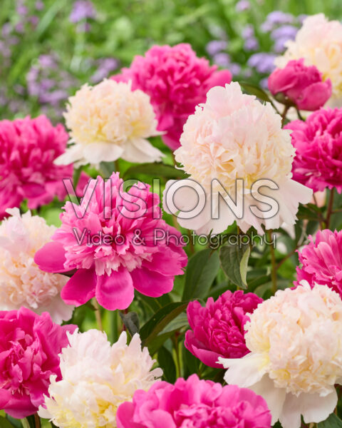 Paeonia Top Brass, Pink Panther