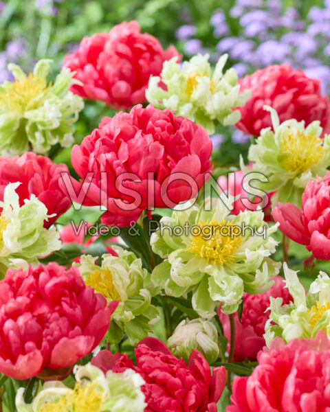 Paeonia Lorelei, Green Halo Paeonia Lorelei, Green Halo