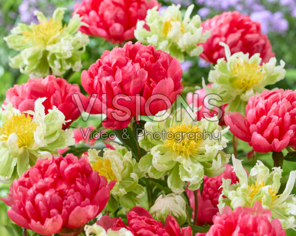 Paeonia Lorelei, Green Halo Paeonia Lorelei, Green Halo