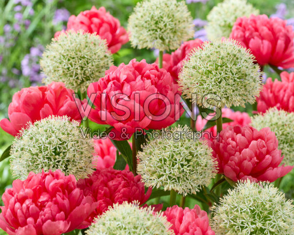 Allium Mount Everest, Paeonia Lorelei Allium Mount Everest, Paeonia Lorelei
