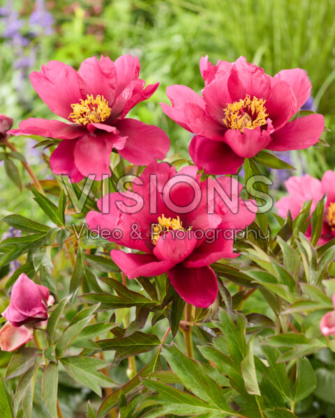Paeonia Pink Ardour