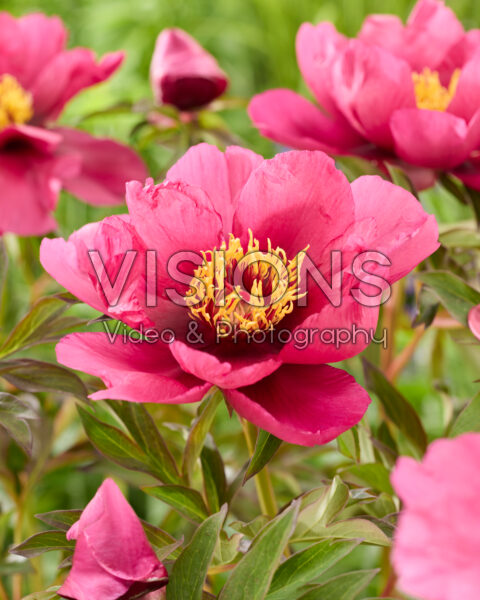 Paeonia Pink Ardour Paeonia Pink Ardour