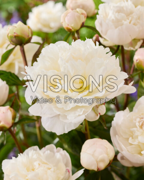 Paeonia Amalia Olson Paeonia Amalia Olson