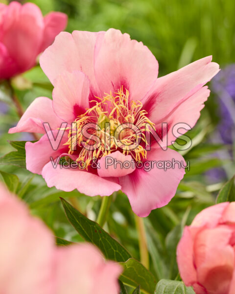 Paeonia Hillary Paeonia Hillary