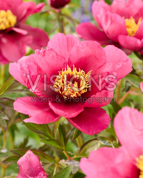 Paeonia Pink Ardour Paeonia Pink Ardour