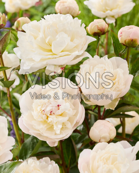 Paeonia Amalia Olson Paeonia Amalia Olson