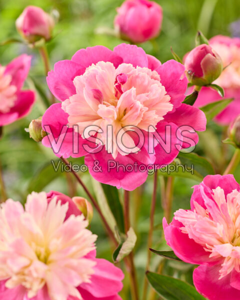 Paeonia Gay Paree Paeonia Gay Paree