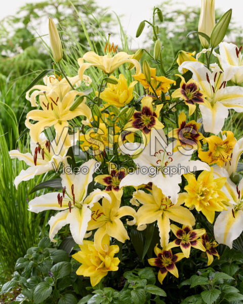 Yellow lily mix Yellow lily mix