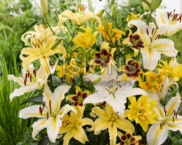 Yellow lily mix Yellow lily mix