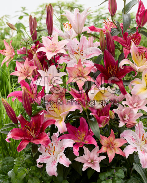 Pink lily mix