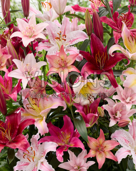 Roze lelie mix
Roze lelie mix