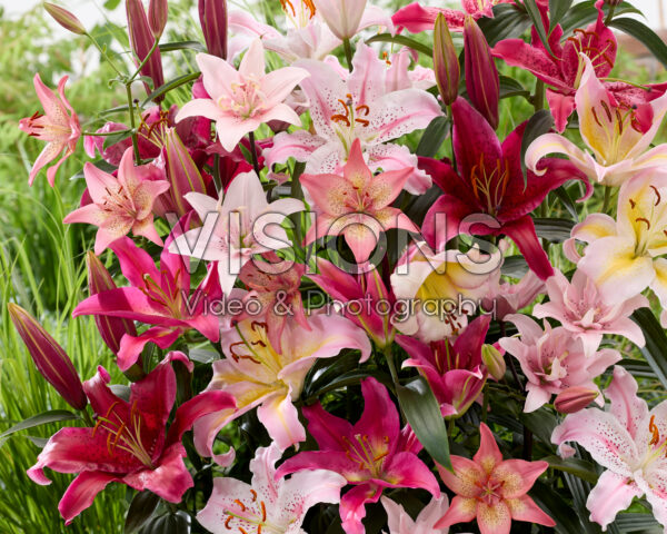 Roze lelie mix
Roze lelie mix