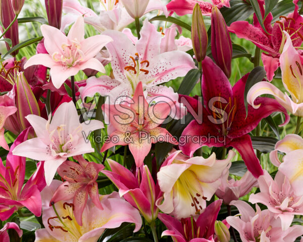Pink lily mix Pink lily mix