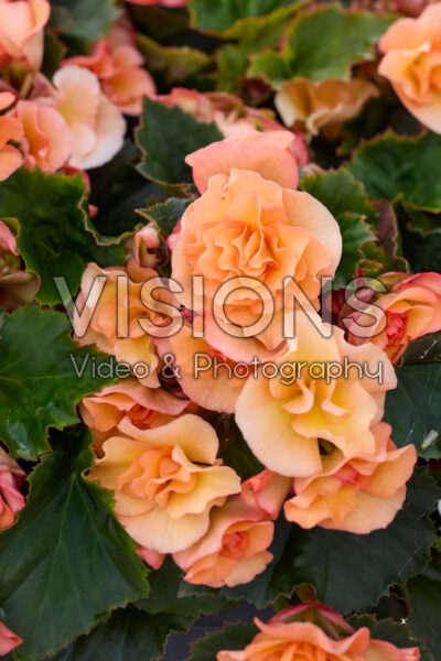 Begonia Solenia Apricot Begonia Solenia Apricot