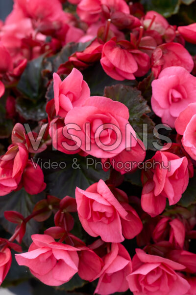 Begonia Solenia Light Pink Begonia Solenia Light Pink