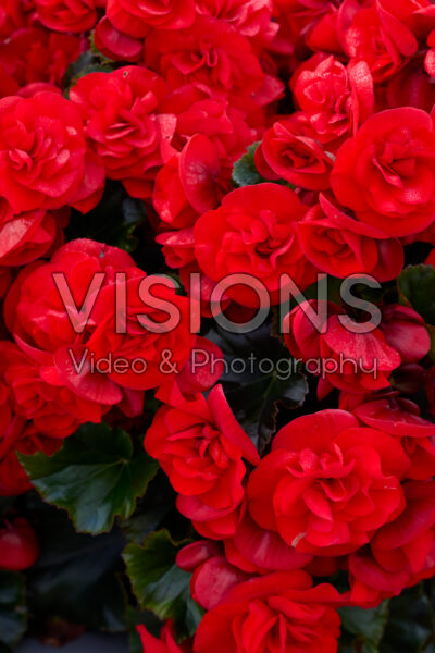 Begonia Solenia Red Orange Begonia Solenia Red Orange