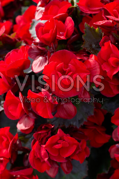 Begonia Solenia Scarlet