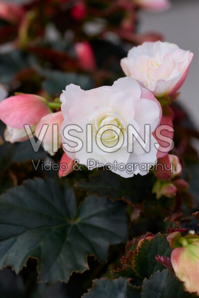 Begonia BK Collection Beel 4685 Begonia BK Collection Beel 4685