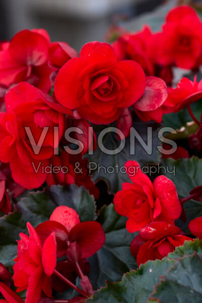 Begonia BK Collection Vermillion Red Begonia BK Collection Vermillion Red