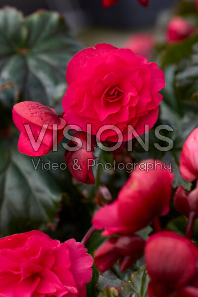 Begonia BK Collection Vermillion Hot Pink Begonia BK Collection Vermillion Hot Pink