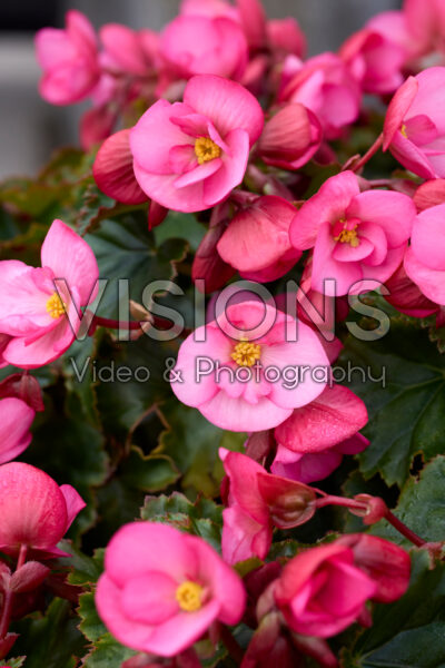 Begonia Dreams Garden MacaRose Begonia Dreams Garden MacaRose