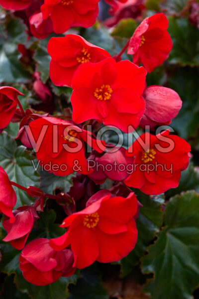 Begonia Dreams Garden MacaRouge Begonia Dreams Garden MacaRouge