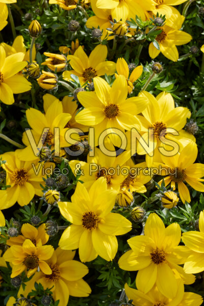 Bidens ferulifolia Dorado Big Yellow