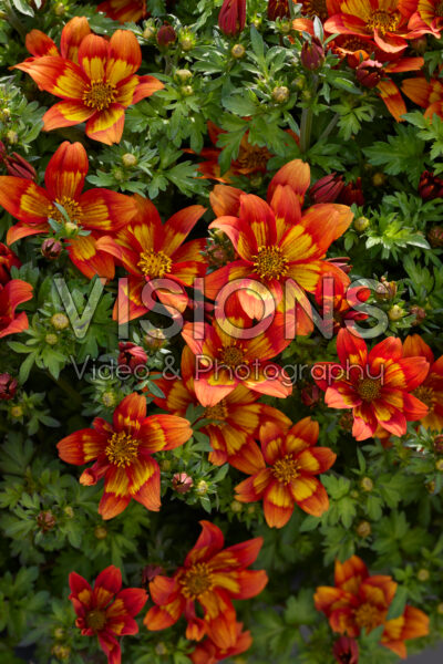 Bidens Blazing Flames