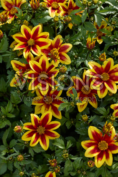 Bidens Blazing Star
