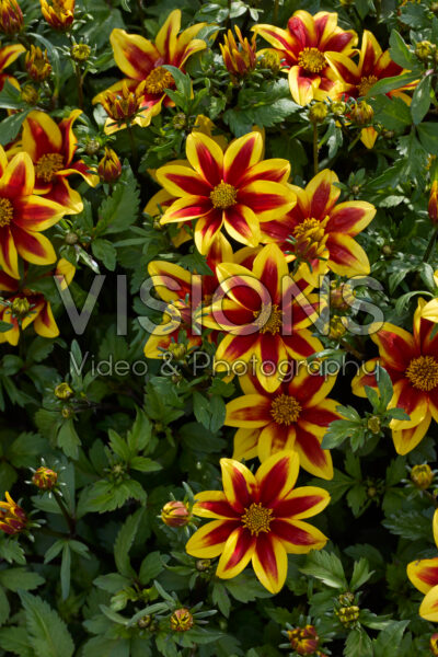 Bidens Blazing Star