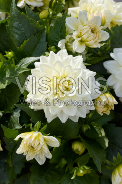 Dahlia LaBella® Grande White Dahlia LaBella® Grande White