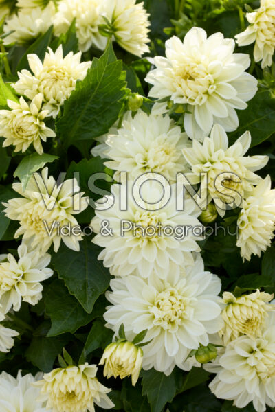 Dahlia LaBella® Grande White Dahlia LaBella® Grande White