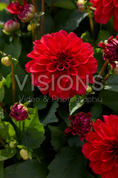 Dahlia LaBella® Grande Red Dahlia LaBella® Grande Red
