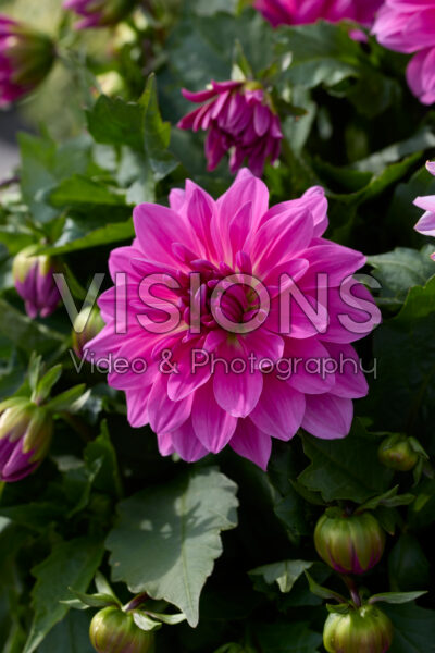 Dahlia LaBella® Grande Pink