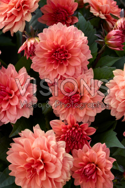 Dahlia LaBella® Grande Fun Coral Dahlia LaBella® Grande Fun Coral
