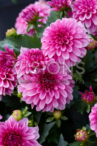 Dahlia LaBella® Grande Dark Pink Dahlia LaBella® Grande Dark Pink