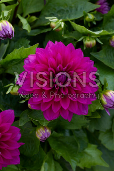 Dahlia LaBella® Grande Purple Dahlia LaBella® Grande Purple