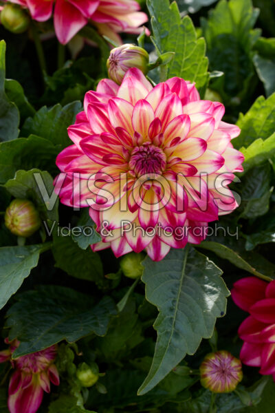 Dahlia LaBella® Grande Maggiore Pomegranate Dahlia LaBella® Grande Maggiore Pomegranate