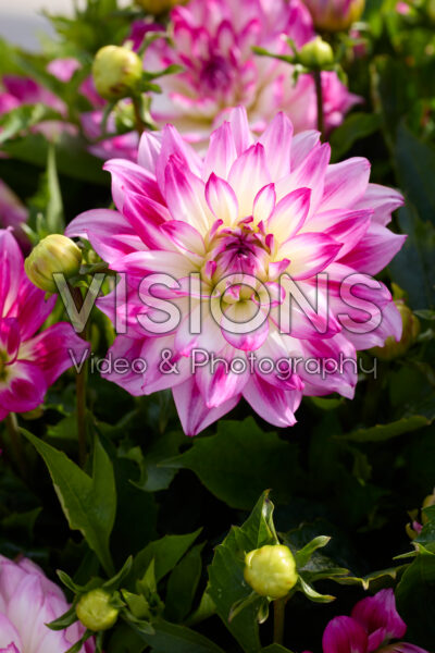 Dahlia LaBella® Grande Fun Rose Bicolor Dahlia LaBella® Grande Fun Rose Bicolor