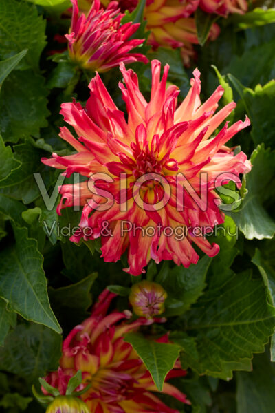 Dahlia LaBella® Grande Maggiore Fire Dahlia LaBella® Grande Maggiore Fire