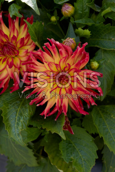 Dahlia LaBella® Grande Maggiore Fire Dahlia LaBella® Grande Maggiore Fire